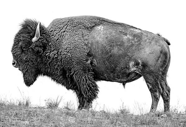 Fine Art Poster featuring the photograph Montana Bison, Fine Art Monotone Photograph by Greg Sigrist