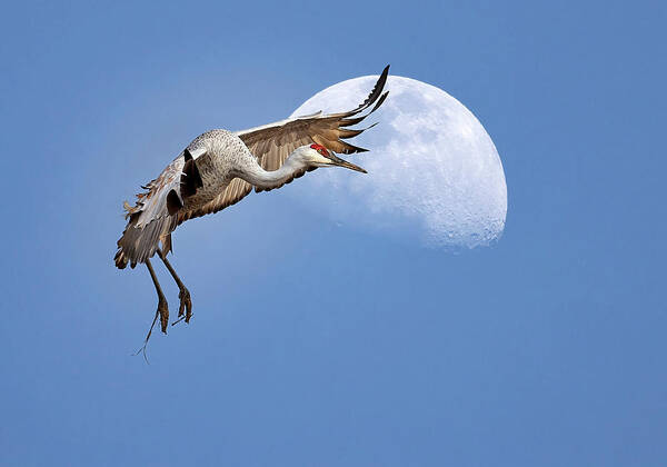 Bird Poster featuring the photograph Moon Landing by Art Cole