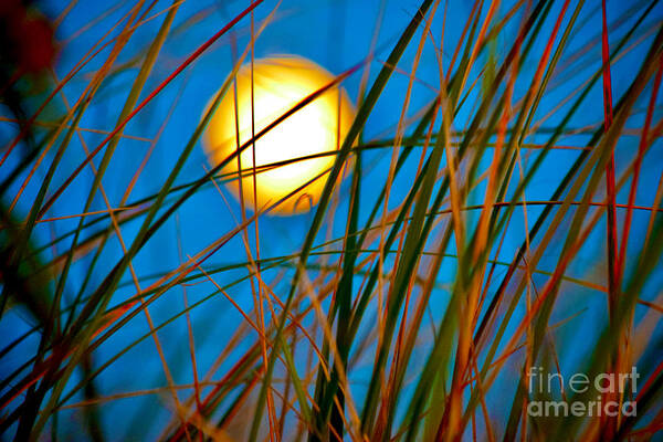 Moon Poster featuring the photograph Moon Splendor in the Grass by Debra Banks