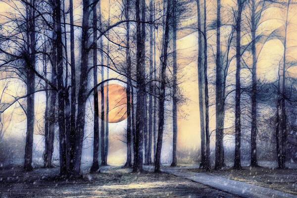 Carolina Poster featuring the photograph Moonglow in the Winter by Debra and Dave Vanderlaan