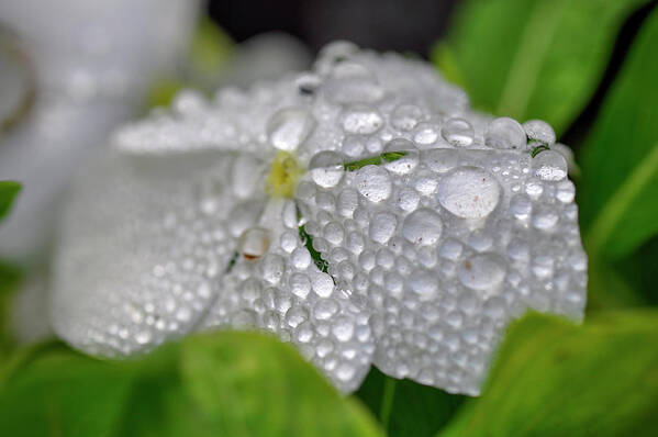 Wildflowers Poster featuring the photograph Morning Dew by Dubi Roman