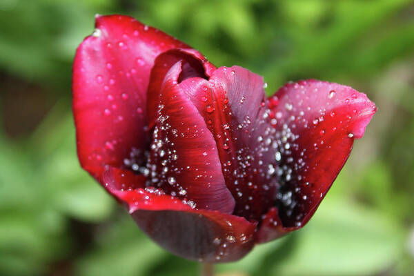 Tulip Poster featuring the photograph Morning dew by Maria Dimitrova