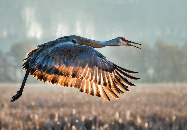 Crane Poster featuring the photograph Morning Flight by Brad Bellisle