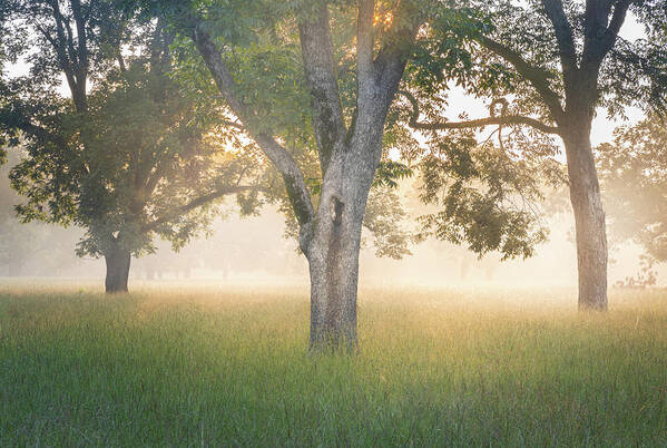 Tree Poster featuring the photograph Morning Glow In Autaugaville Alabama by Jordan Hill