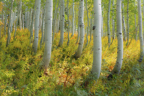 Fall Aspen Forest Poster featuring the photograph Morning in Early Fall by The Forests Edge Photography - Diane Sandoval