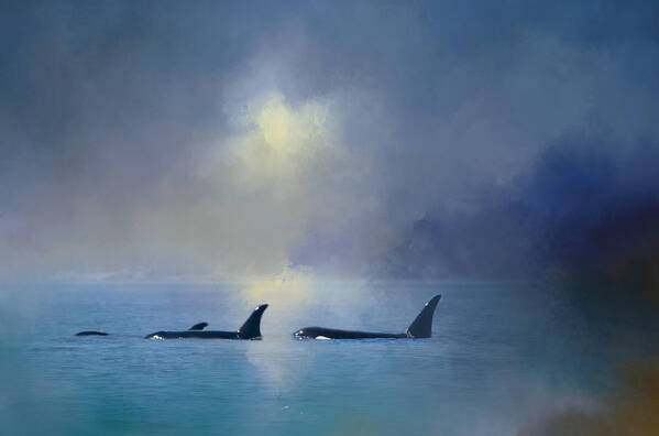 Orca Poster featuring the digital art Morning Orca Swim by Jeanette Mahoney