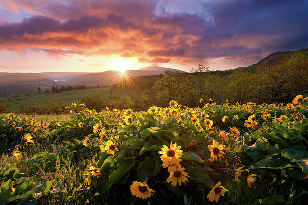 Landscape Flowers Morning Sunrise Clouds Sunlight Light Rays Poster featuring the photograph Morning Rays by Andrew Kumler