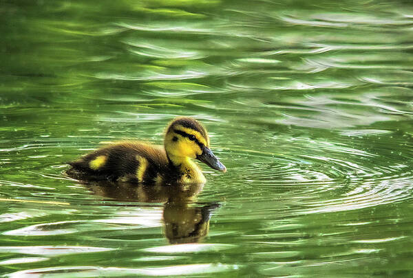 Duck Poster featuring the photograph Morning Swim by Karen Cox