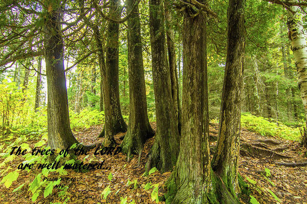 Moss Poster featuring the photograph Moss covered trees with Psalm 104 by Jana Rosenkranz