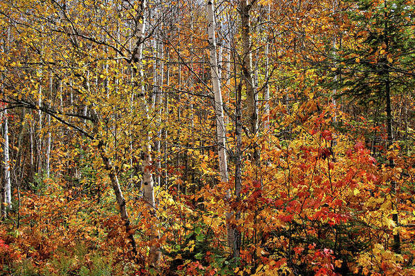Fall Poster featuring the photograph Mother Nature in her Fall Glory by Sandra Huston