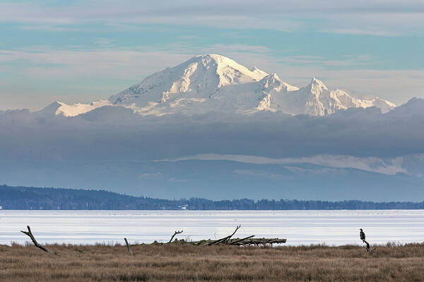 Bald Eagles Poster featuring the photograph Mount Baker, a Bald Eagle, and Boundary Bay by Michael Russell