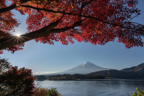 Asia Poster featuring the photograph Mount Fuji with a red maple tree in the foreground by Anges Van der Logt