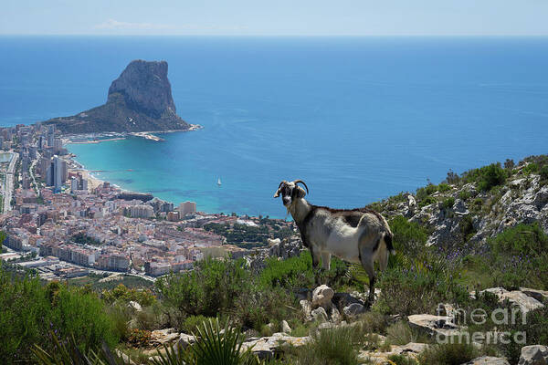 Mountains Poster featuring the photograph Mountain goat, Mediterranean Sea and the coastal city of Calpe by Adriana Mueller
