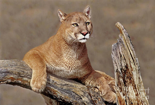 Dave Welling Poster featuring the photograph Mountain Lion Felis Concolor by Dave Welling