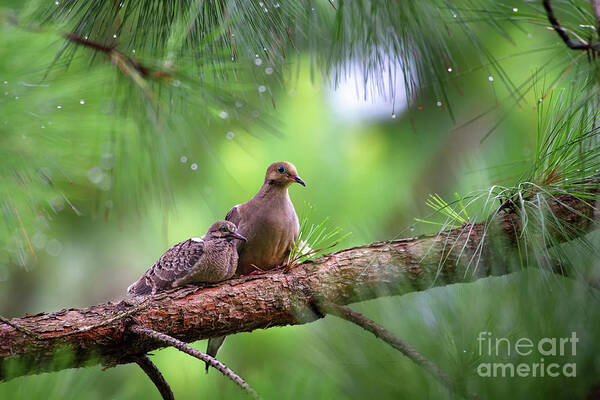 Christmas Dove Poster featuring the photograph Mourning doves sheltering from the rain by Rehna George