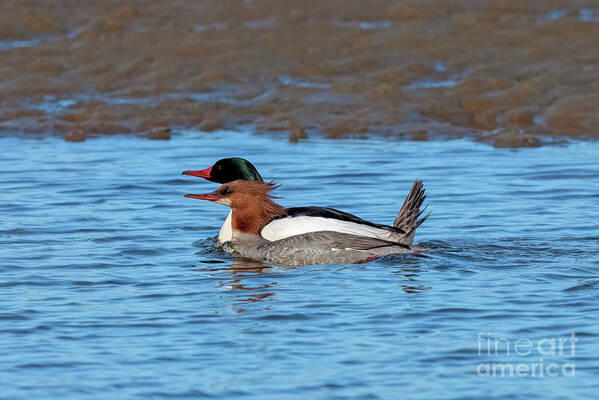 Mergansers Poster featuring the photograph Mr. and Mrs. Merganser by Michael Dawson