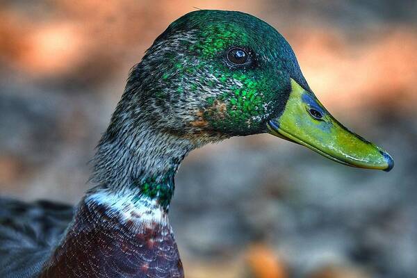Photo Poster featuring the photograph Mr. Mallard by Evan Foster
