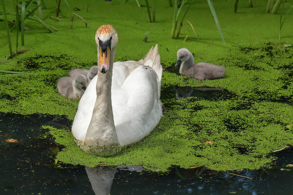 Swan Poster featuring the photograph Mute Swan Family by Dawn Cavalieri