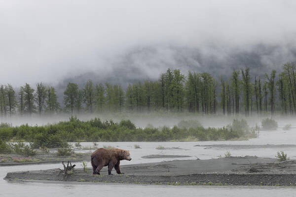 Alaska Poster featuring the photograph Mystical Bear by Cheryl Strahl