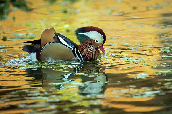 Ducks Poster featuring the photograph Nature's Full Palette Of Colors by Jamie Pattison