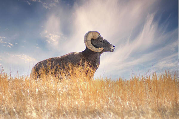 Bighorn Sheep Poster featuring the photograph Nature's Ram by Jerry Cahill