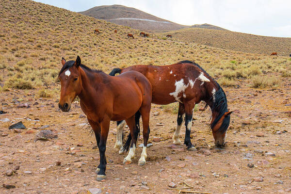 Horse Poster featuring the photograph Nevada Mustangs by Ron Long Ltd Photography