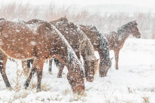 Nevada Poster featuring the photograph Nevada Wild Horses in Snow by Marc Crumpler