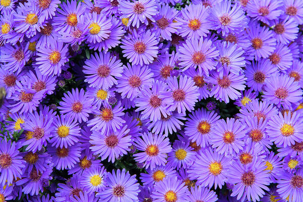  Flowers Poster featuring the photograph New England Aster _7863 by Rocco Leone