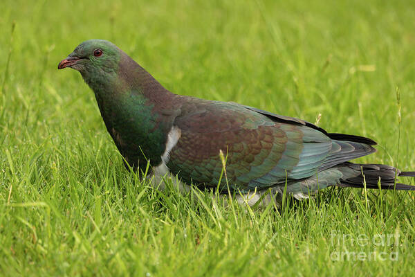 Kereru Poster featuring the photograph New Zealand Pigeon by Eva Lechner