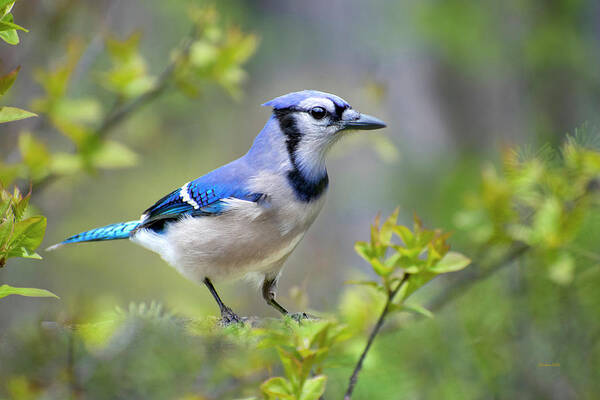 Blue Jay Poster featuring the photograph Northern Blue Jay by Christina Rollo