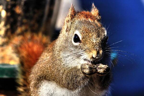 Squirrel Nut Nut Kins Animals Feeder Hands Wild Life Poster featuring the photograph Nuts by David Matthews