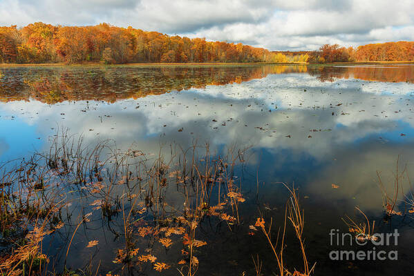 Autumn Poster featuring the photograph Oak Leaves in Haven Hill Lake Late Autumn FC10508 by Mark Graf