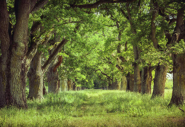 Oak Poster featuring the photograph Oak Tree Alley by Nicklas Gustafsson