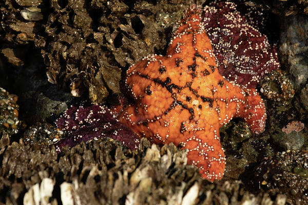 Bandon Poster featuring the photograph Ochre Star by Catherine Avilez