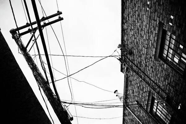 Black And White Poster featuring the photograph On A Wire by Carmen Kern