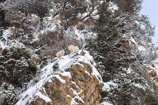 Mountain Goats Poster featuring the photograph On The High Snowy Mountain by Yeates Photography