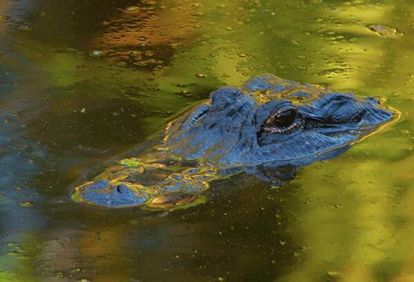 American Alligator Poster featuring the photograph On The Surface by Melissa Southern