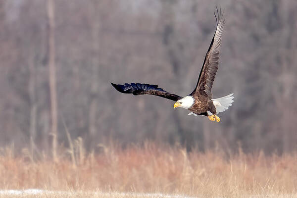Eagle Poster featuring the photograph On the Wing by Rod Best