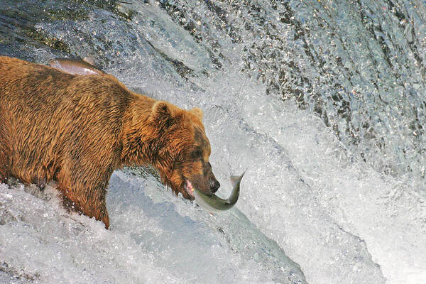 Bear Poster featuring the photograph One lucky one not by Ed Stokes