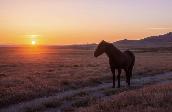 Horse Poster featuring the photograph Orange and Purple Sunset by Dirk Johnson