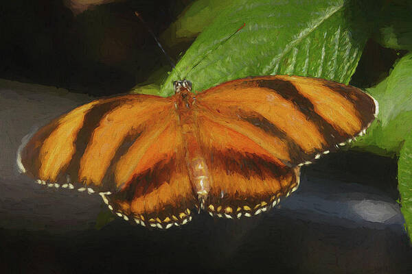 Jon Glaser Poster featuring the digital art Orange Butterfly by Jon Glaser