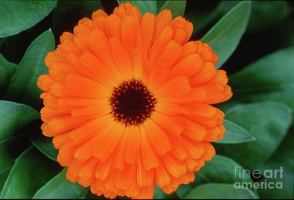 Flora Poster featuring the photograph Orange Delight by Sandra Bronstein