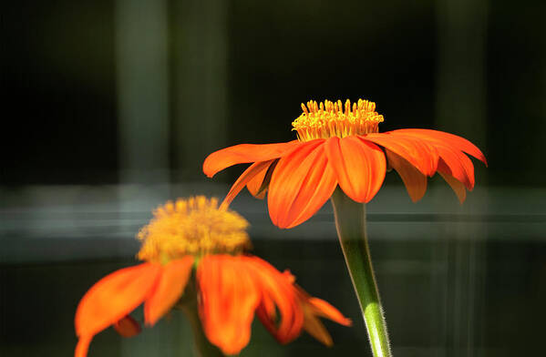 Orange Fall Flowers Poster featuring the photograph Orange Fall Wild Flwowers by Sandra J's