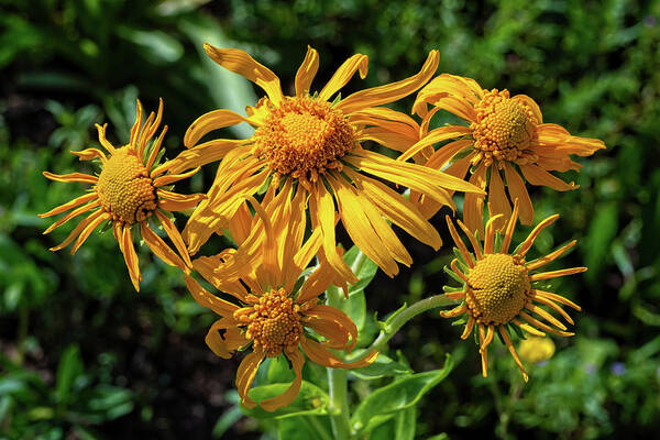 Sneezeweed Poster featuring the photograph Orange Sneezeweed by Lynn Bauer