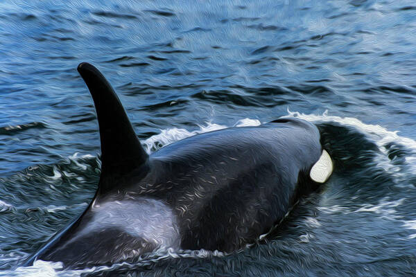 Whale Poster featuring the photograph Orca 30A by Sally Fuller