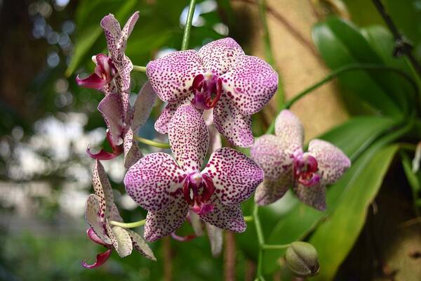 Spotted Orchids Poster featuring the photograph Orchids by Victor Thomason