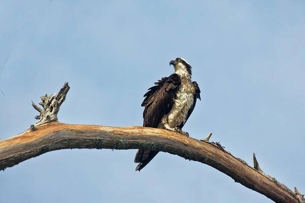 Osprey Poster featuring the photograph Osprey Perched Above White Oak River in the Croatan by Bob Decker