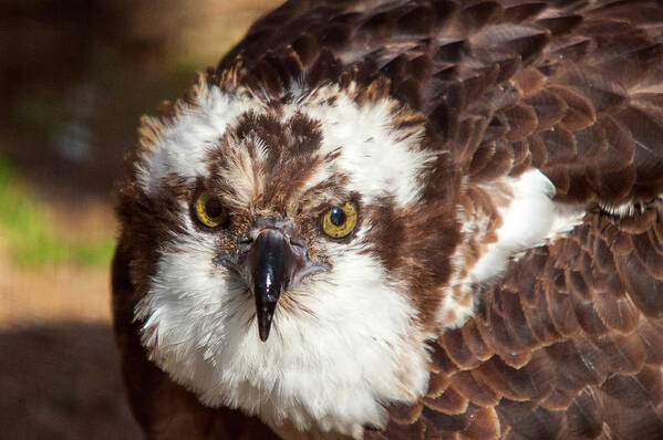 Bird Poster featuring the photograph Osprey by Steve Stuller