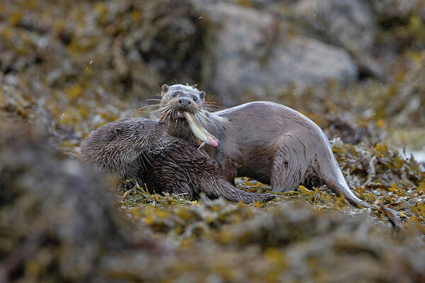 Otter Poster featuring the photograph Otters With Prey by Pete Walkden