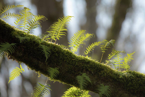 Nature Poster featuring the photograph Out on a LImb by Bob Cournoyer